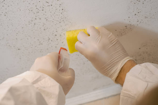 Best Mold Remediation for Healthcare Facilities  in Stroud, OK